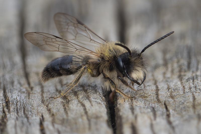 Andrena praecox.jpg
